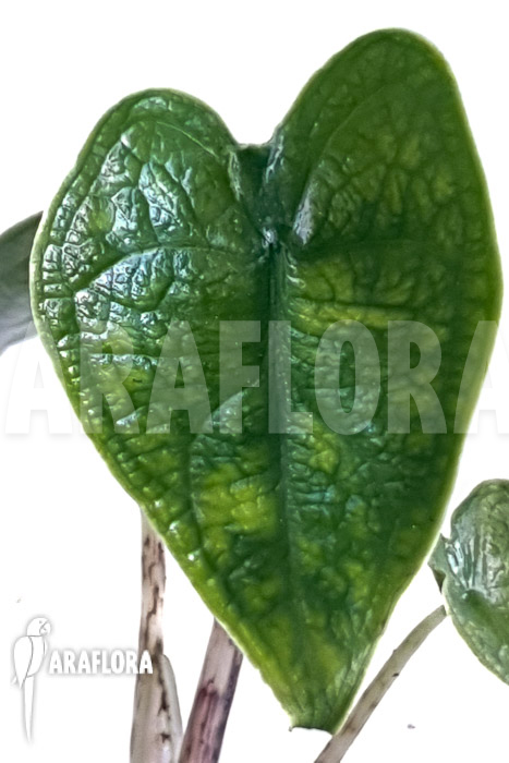 Alocasia zebrina reticulata ‘S’