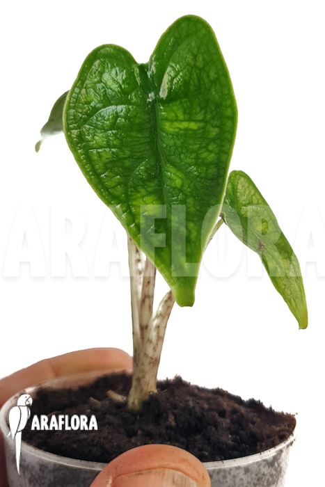 Alocasia zebrina reticulata ‘S’
