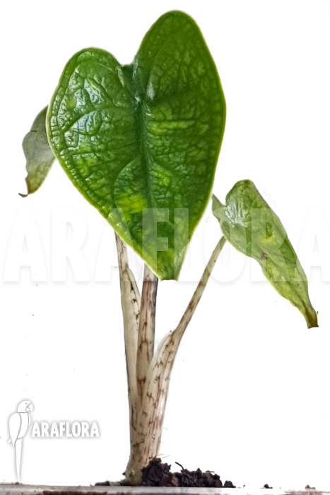 Alocasia zebrina reticulata ‘S’