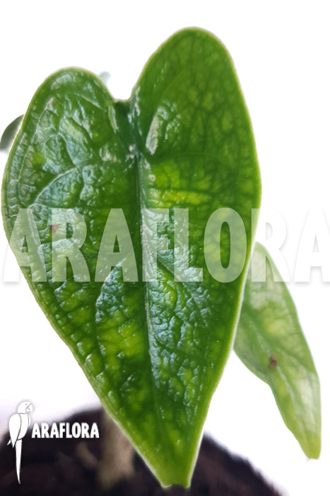 Alocasia zebrina reticulata ‘S’