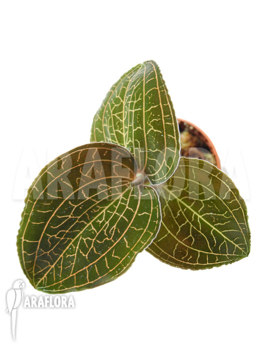 Anoectochilus reinwardtii