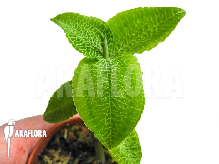 Anoectochilus species Green