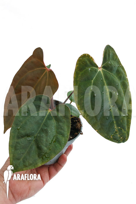 Anthurium Ace of Spades DF x A. papillaminum IL