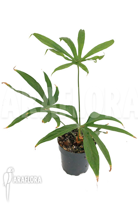 Anthurium pedatoradiatum