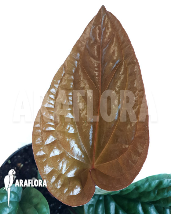 Anthurium-radicans-x-luxurians-4