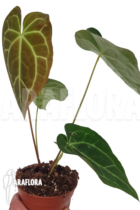 Anthurium regale x magnificum