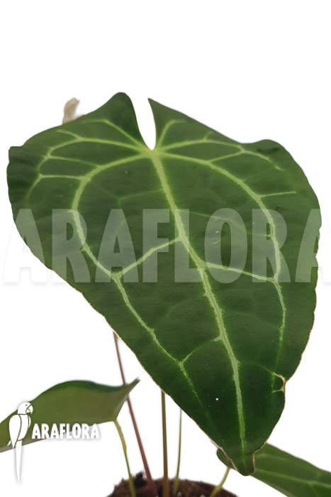 Anthurium regale x magnificum