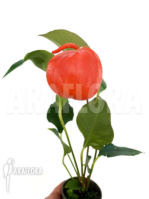 Anthurium scherzerianum ‘Medium’