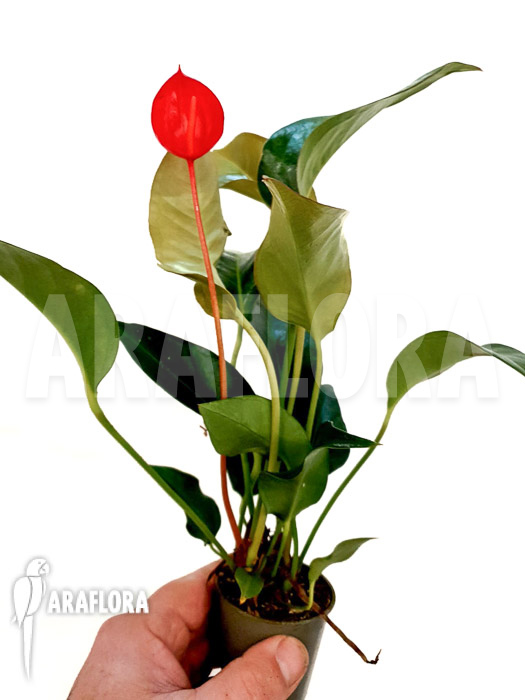 Anthurium scherzerianum ‘Small’