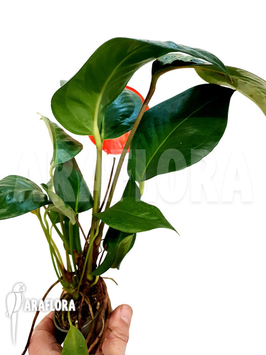 Anthurium scherzerianum ‘Small’