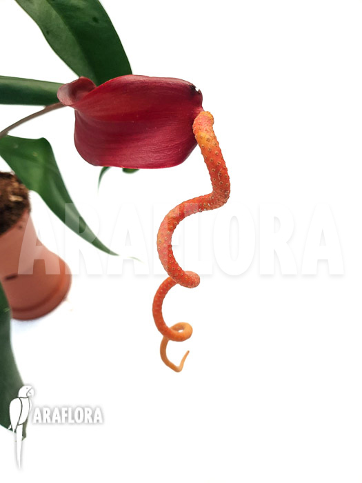 Anthurium wendlingeri x scherzerianum