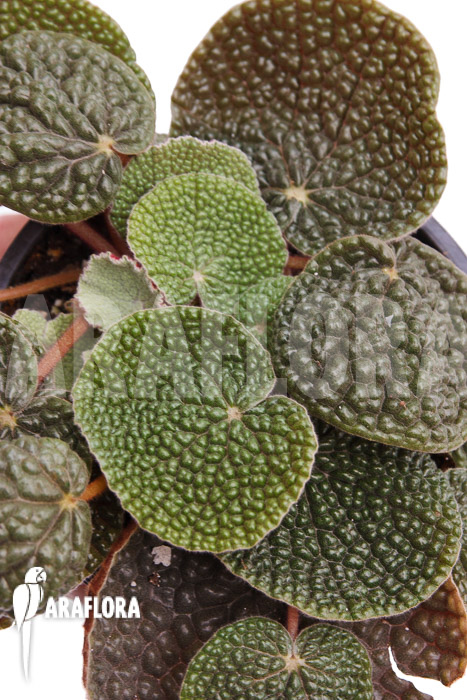 Begonia bullatifolia