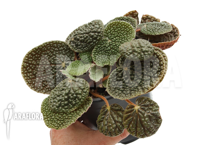 Begonia bullatifolia