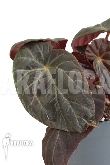 Begonia burkillii Dark Form