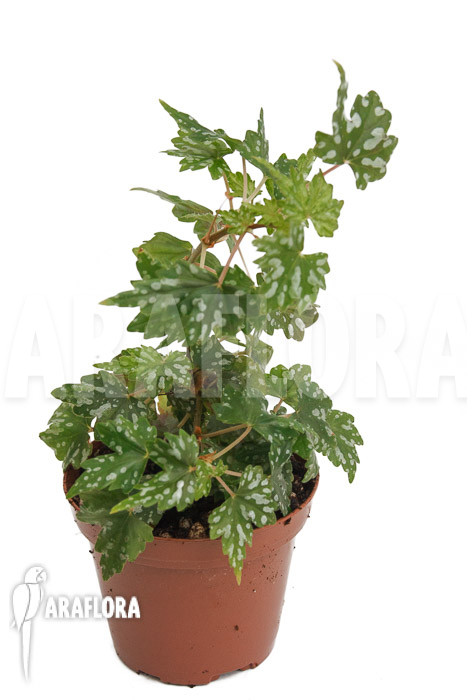 Begonia dregei ssp shepherdii