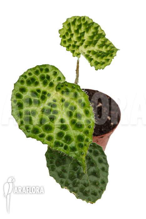 Begonia ferox Green Form  ‘starter’