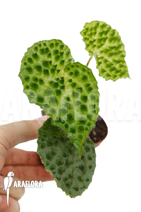 Begonia ferox Green Form  ‘starter’