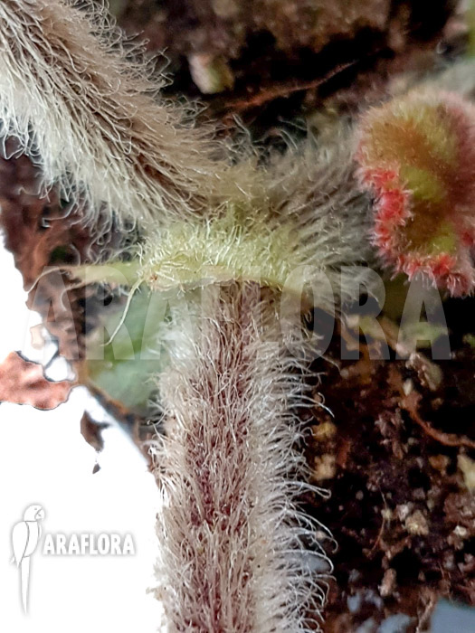 Begonia species Ngoc lac