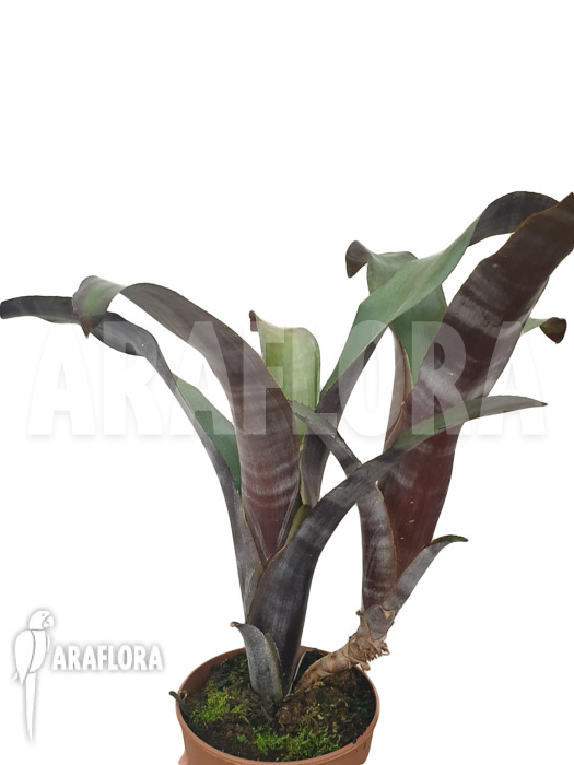 Billbergia clone AB07