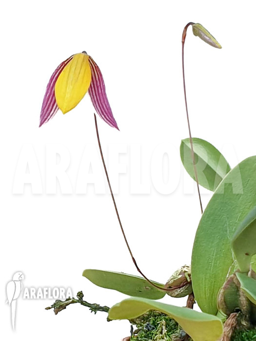 Bulbophyllum bolsteri ‘S’
