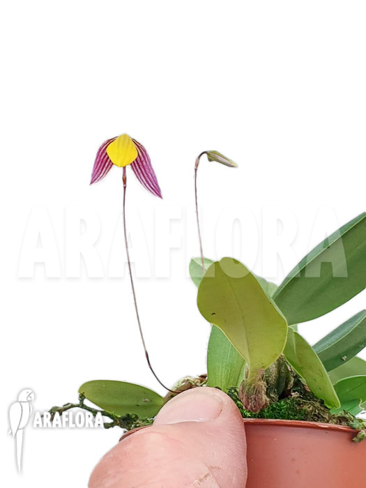 Bulbophyllum bolsteri ‘S’