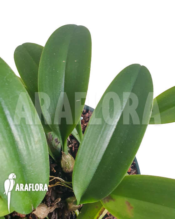 Bulbophyllum corolliferum