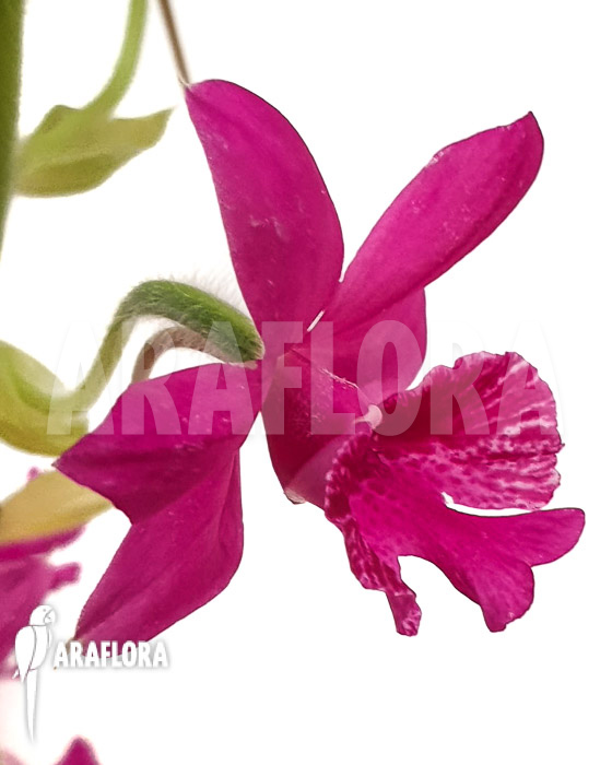 Calanthe unknown