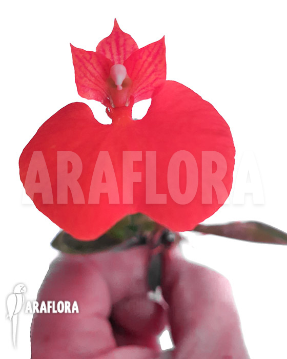 Comparettia speciosa Red flower