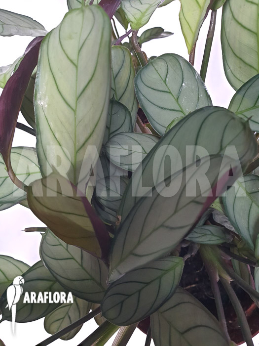 Ctenanthe burle-marxii ‘Amagris’