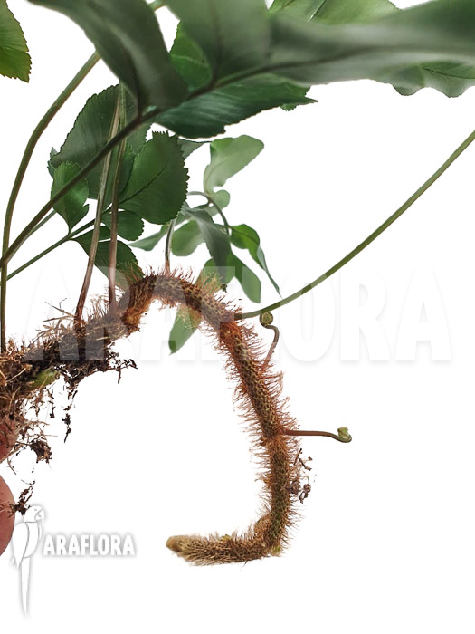 Davallia-pentaphylla-3