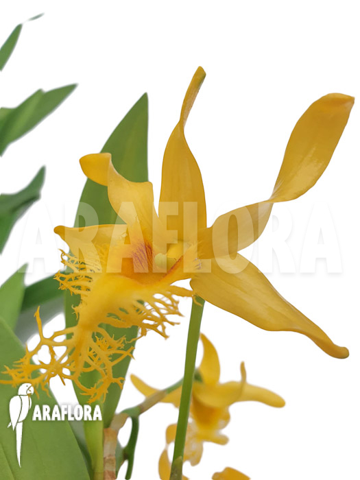 Dendrobium brymerianum