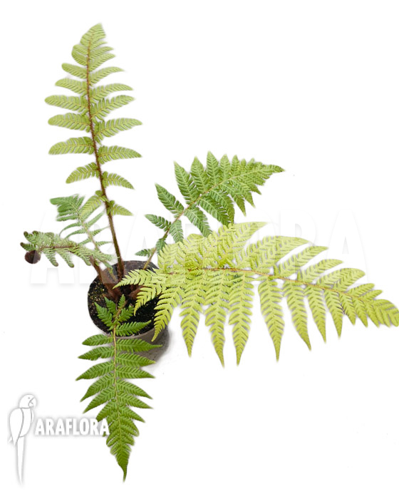 Dicksonia fibrosa ‘Starter’