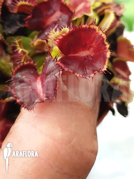 Dionaea muscipula ‘Avatar’