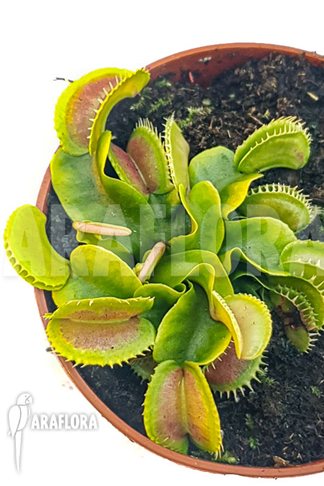 Dionaea muscipula ‘One and only 02’
