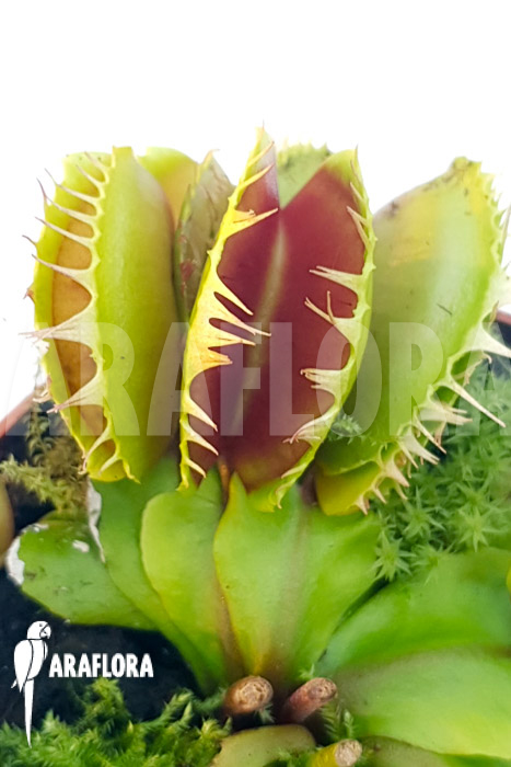 Dionaea muscipula ‘One and only 04’