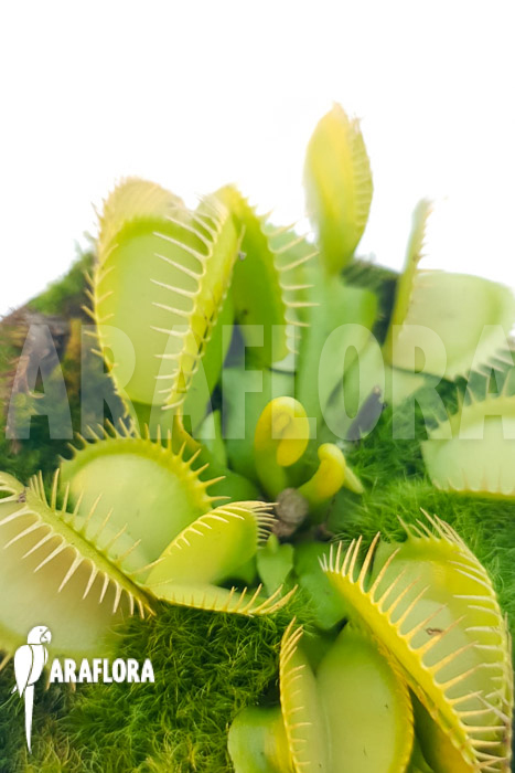 Dionaea muscipula ‘One and only 06’