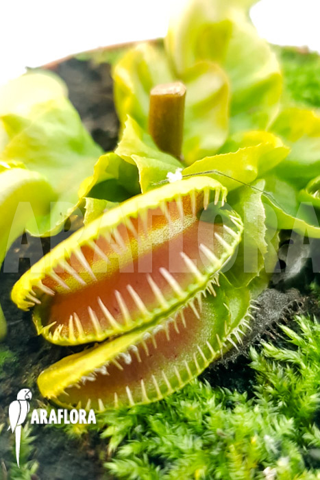 Dionaea muscipula ‘One and only 07’