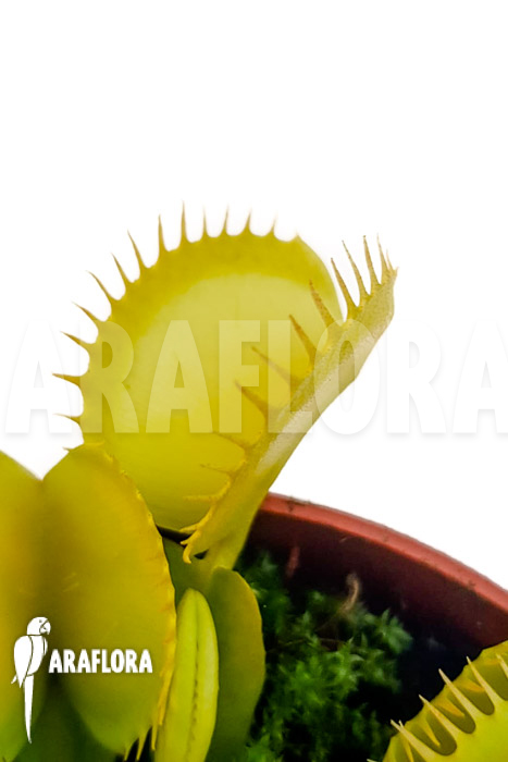 Dionaea muscipula ‘One and only 09’