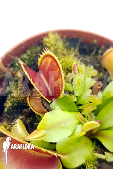 Dionaea muscipula ‘One and only 11’