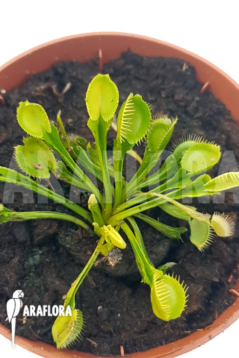 Dionaea muscipula ‘One and only 12’