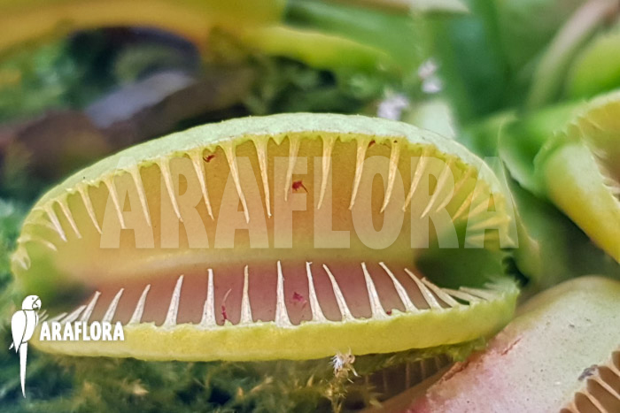 Dionaea muscipula ‘One and only 14’