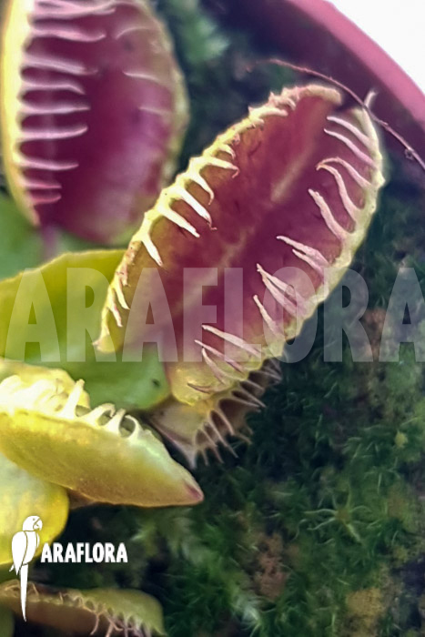 Dionaea muscipula ‘One and only 15’