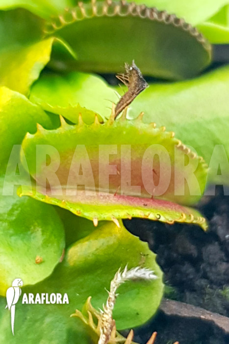 Dionaea muscipula ‘One and only 20’