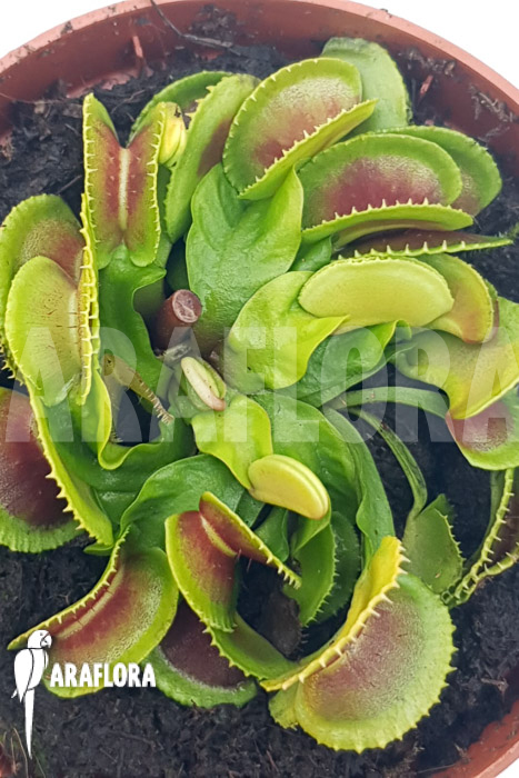 Dionaea muscipula ‘One and only 23’