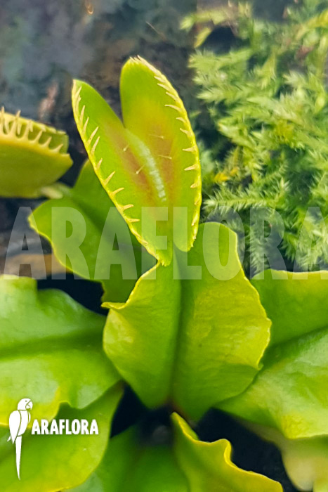 Dionaea muscipula ‘One and only 24’