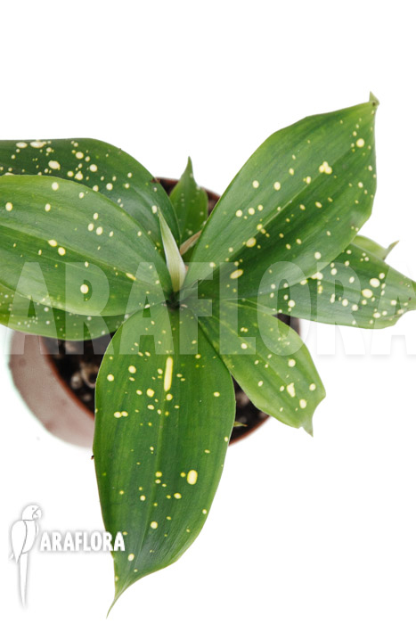 Dracaena surculosa ‘Florida Beauty’