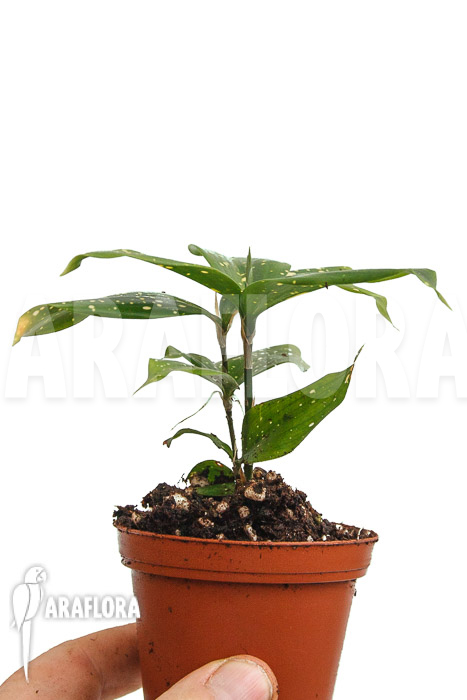 Dracaena surculosa ‘Florida Beauty’