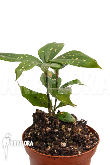 Dracaena surculosa ‘Florida Beauty’