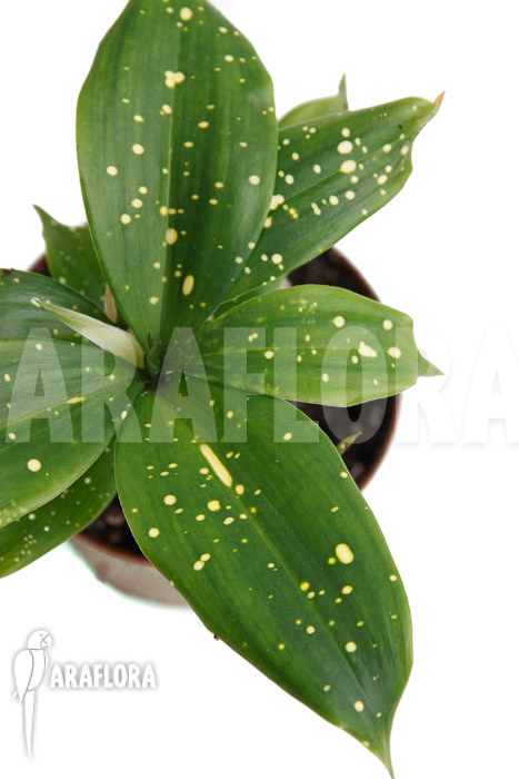 Dracaena surculosa ‘Florida Beauty’