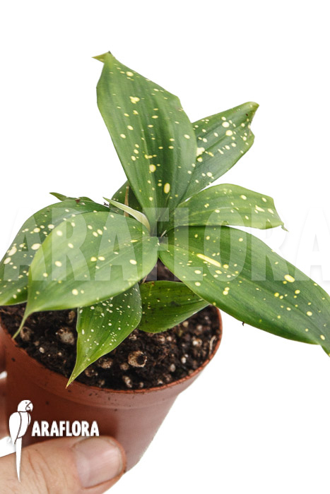 Dracaena surculosa ‘Florida Beauty’